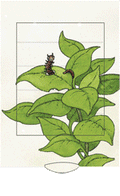 Greeting Card -2 way Butterfly